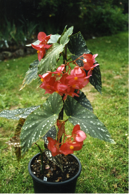 B. ‘Kaye West’